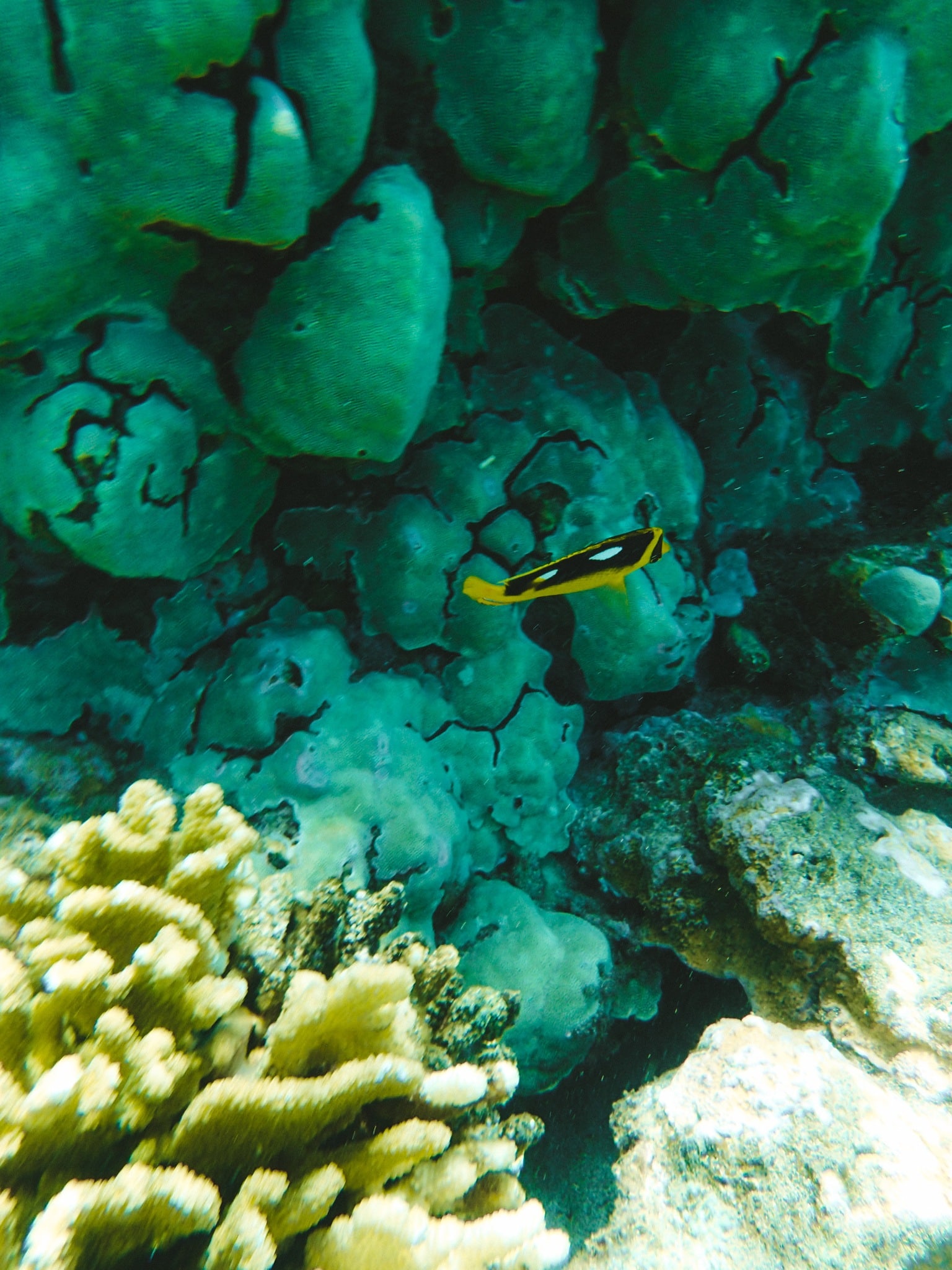 Snorkel Maui Hawaii Cruise - coral reef