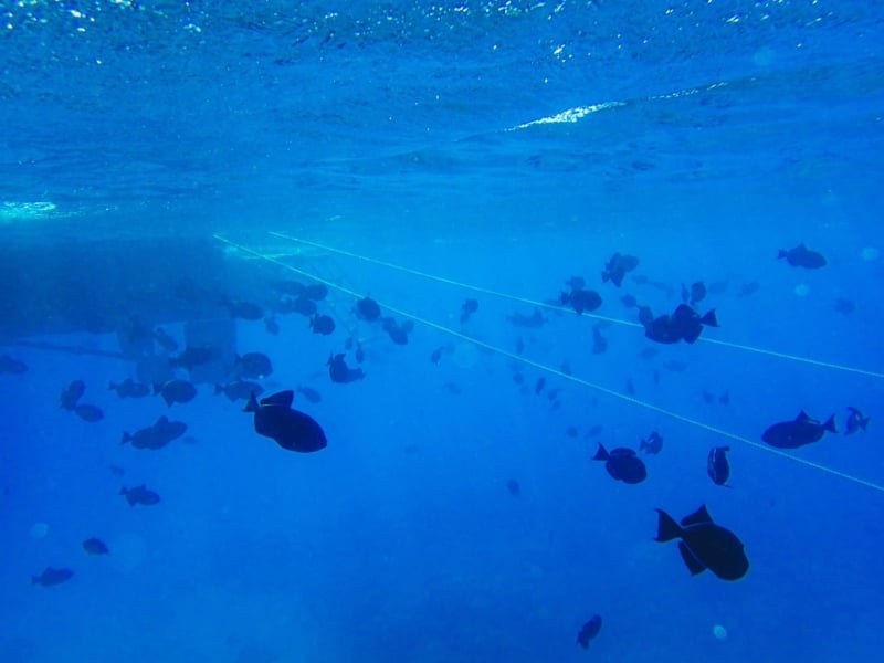 Snorkel Maui Hawaii Cruise - coral reef