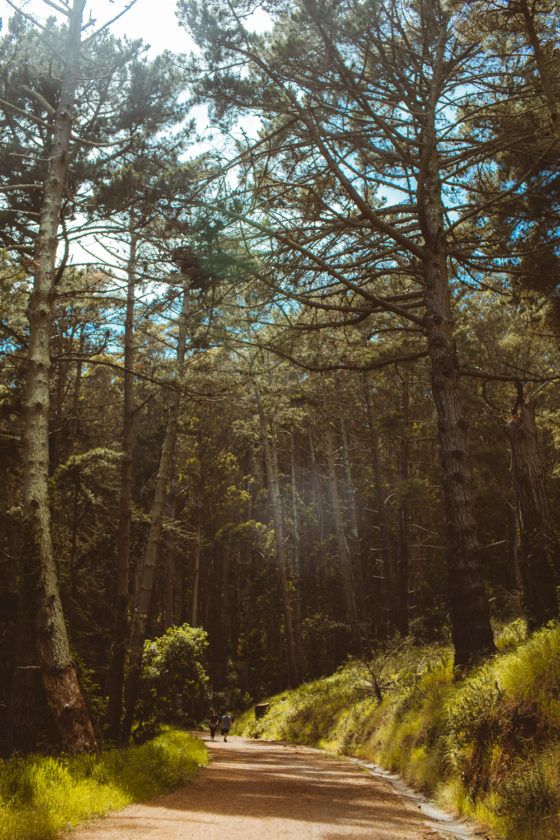 Is The Kirby Cove Swing Cut Down? 2019 Update + Map