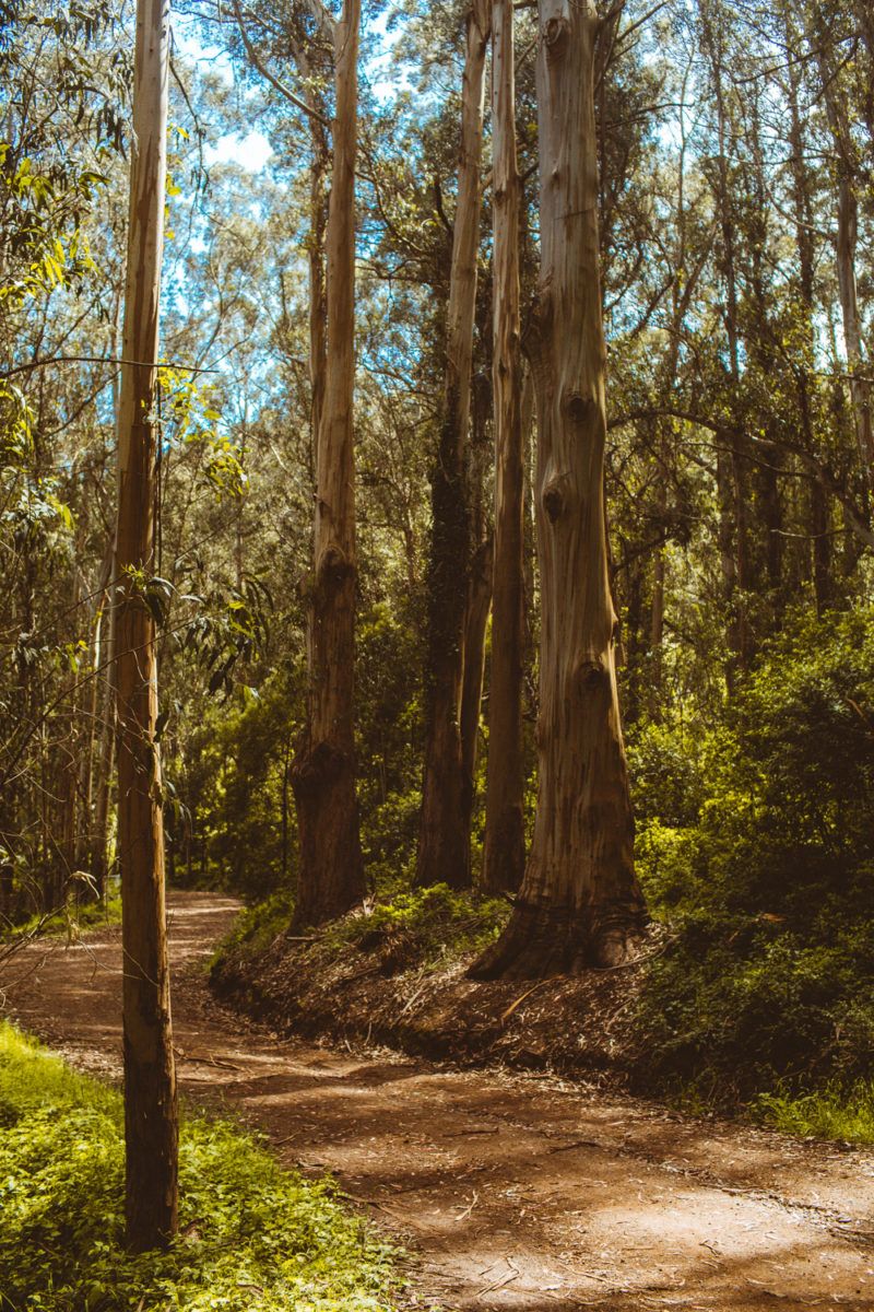 Is The Kirby Cove Swing Cut Down? 2019 Update + Map