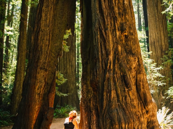 Whimsy Soul - Ave of Giants Camping Redwoods-107