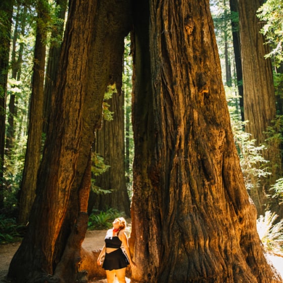 Whimsy Soul - Ave of Giants Camping Redwoods-107