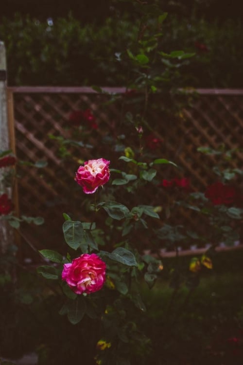 What To Wear To A Summer Backyard Wedding