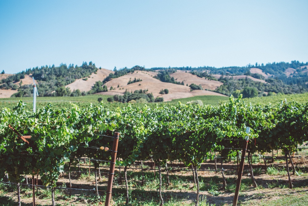 Anderson Valley Wineries Where To Find FREE Wine Tastings & More