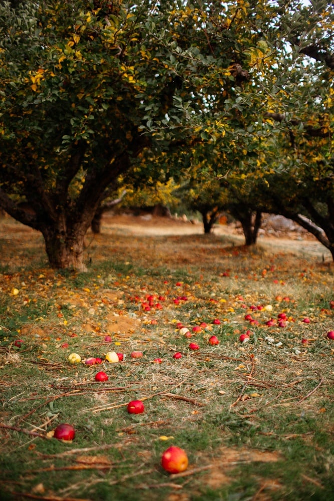 How long does it take to grow apples