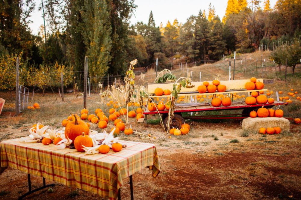 apple hill pumpkin patch