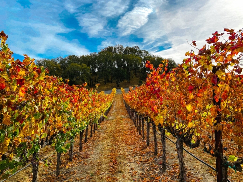 Napa vs Sonoma: Which Is Better According To A Local?