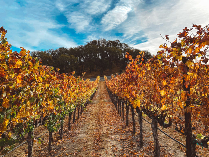 15 Top Destinations For An Iconic California Bachelorette Party