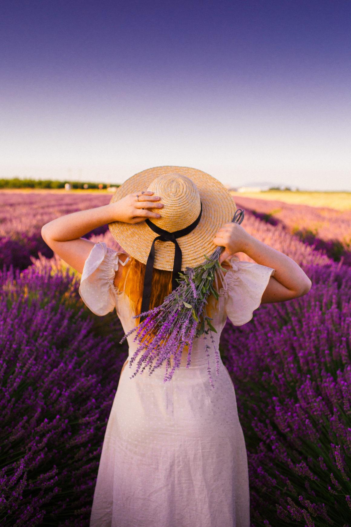California's Dreamy Lavender Fields The Ultimate Guide to Summer Blooms