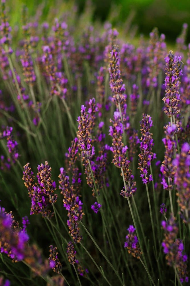 Lavender Essential Oil – Araceli Farms