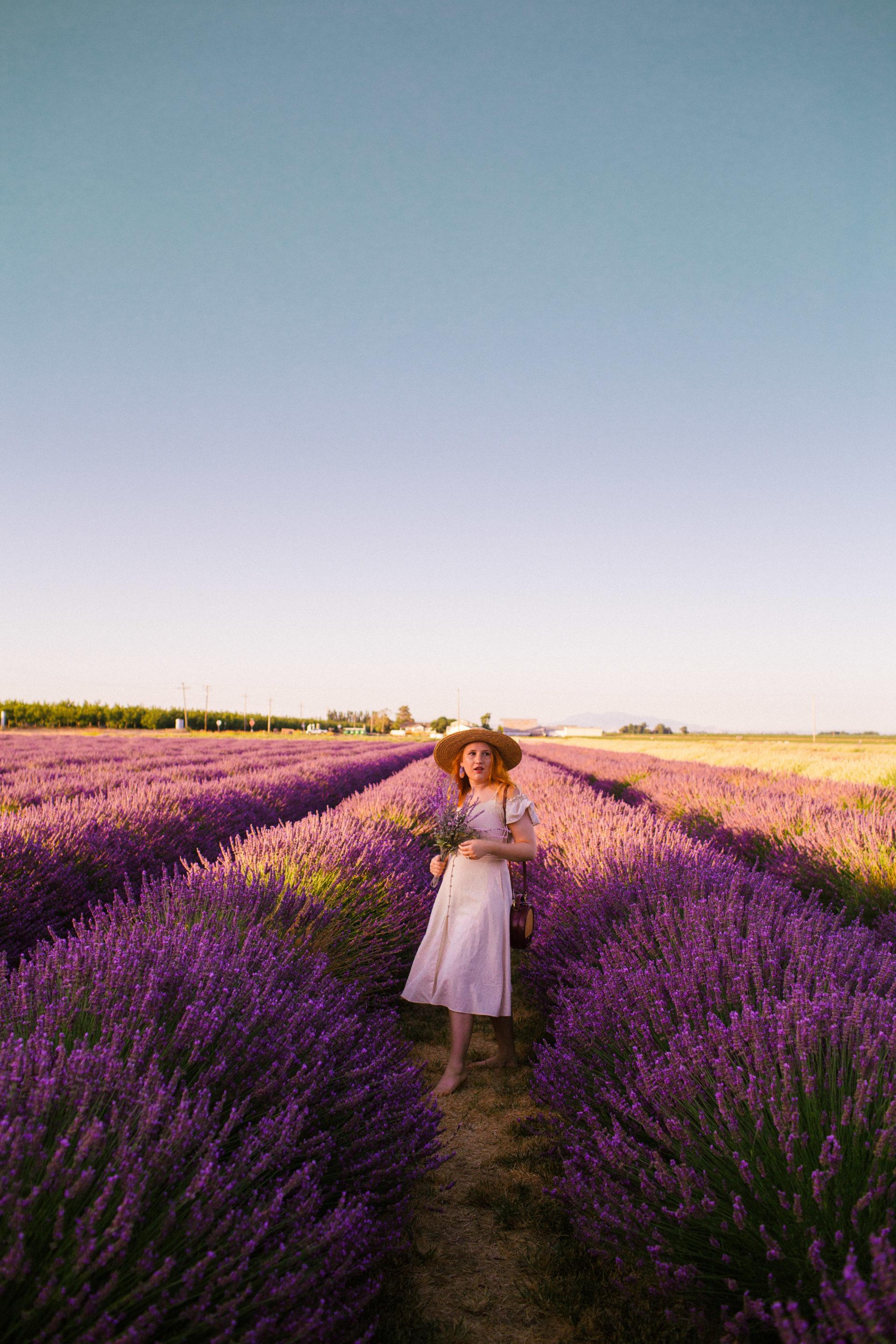 5 Enchanting Lavender Fields in California To Visit This Summer