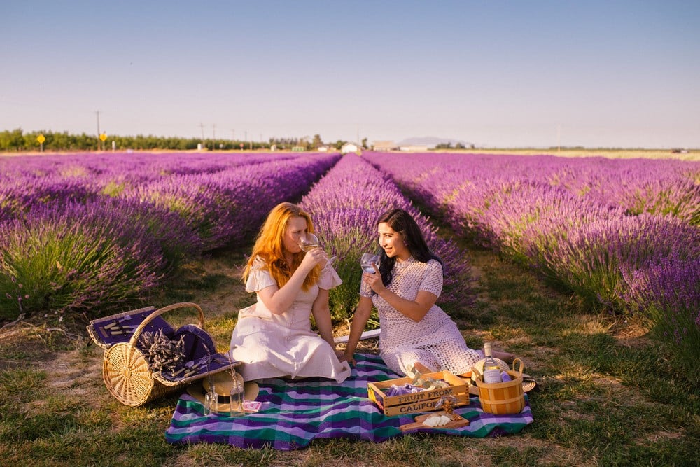 5 Enchanting Lavender Fields in California To Visit This Summer