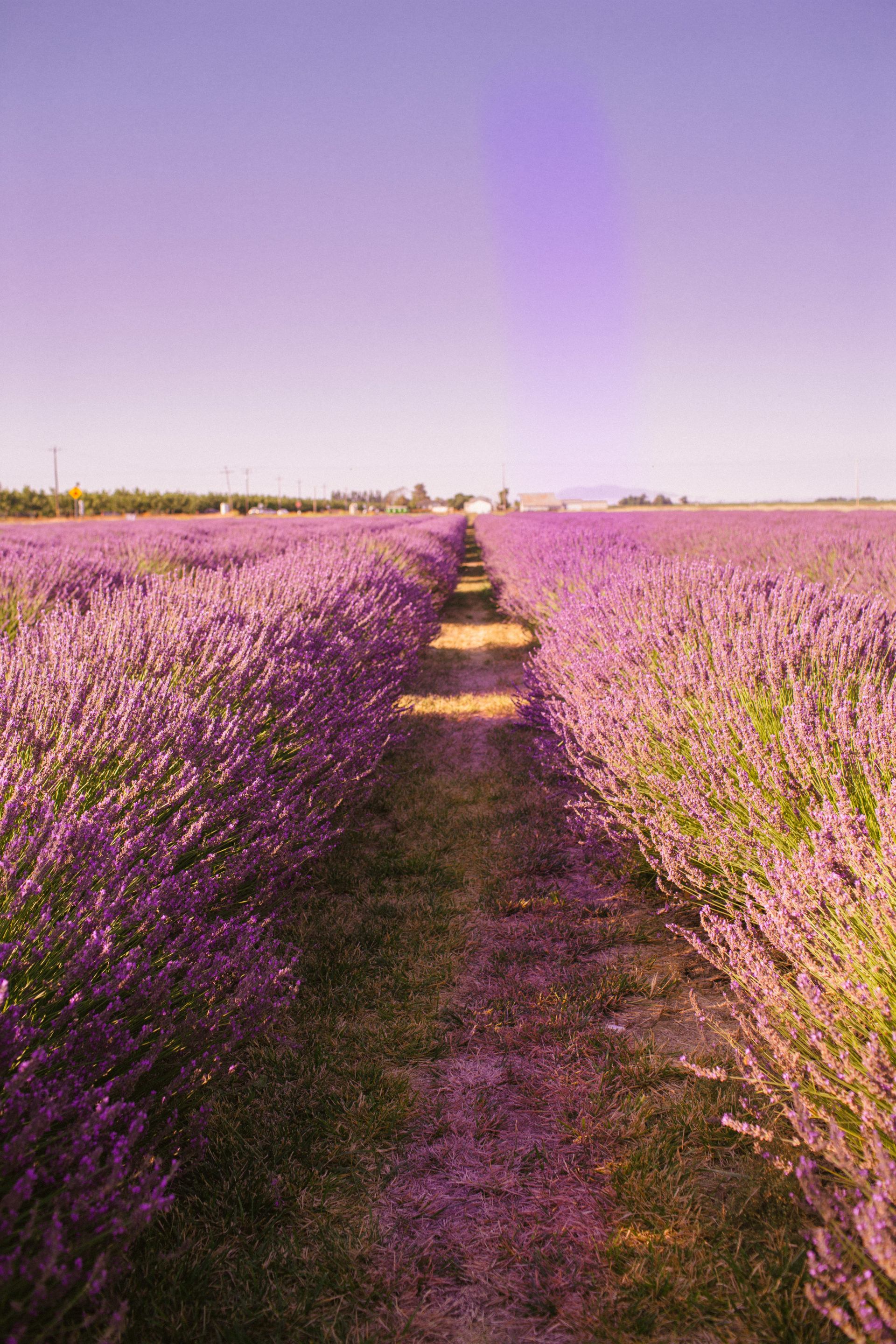5 Enchanting Lavender Fields in California To Visit This Summer