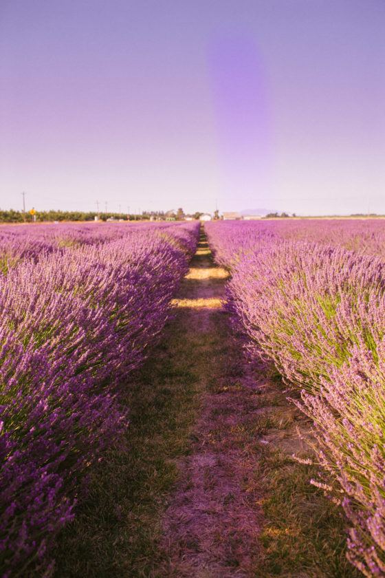 5 Enchanting Lavender Fields In California To Visit This Summer