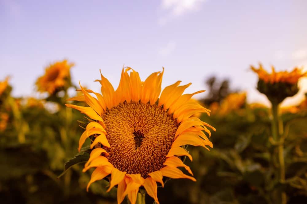 sunflower field wallpaper desktop