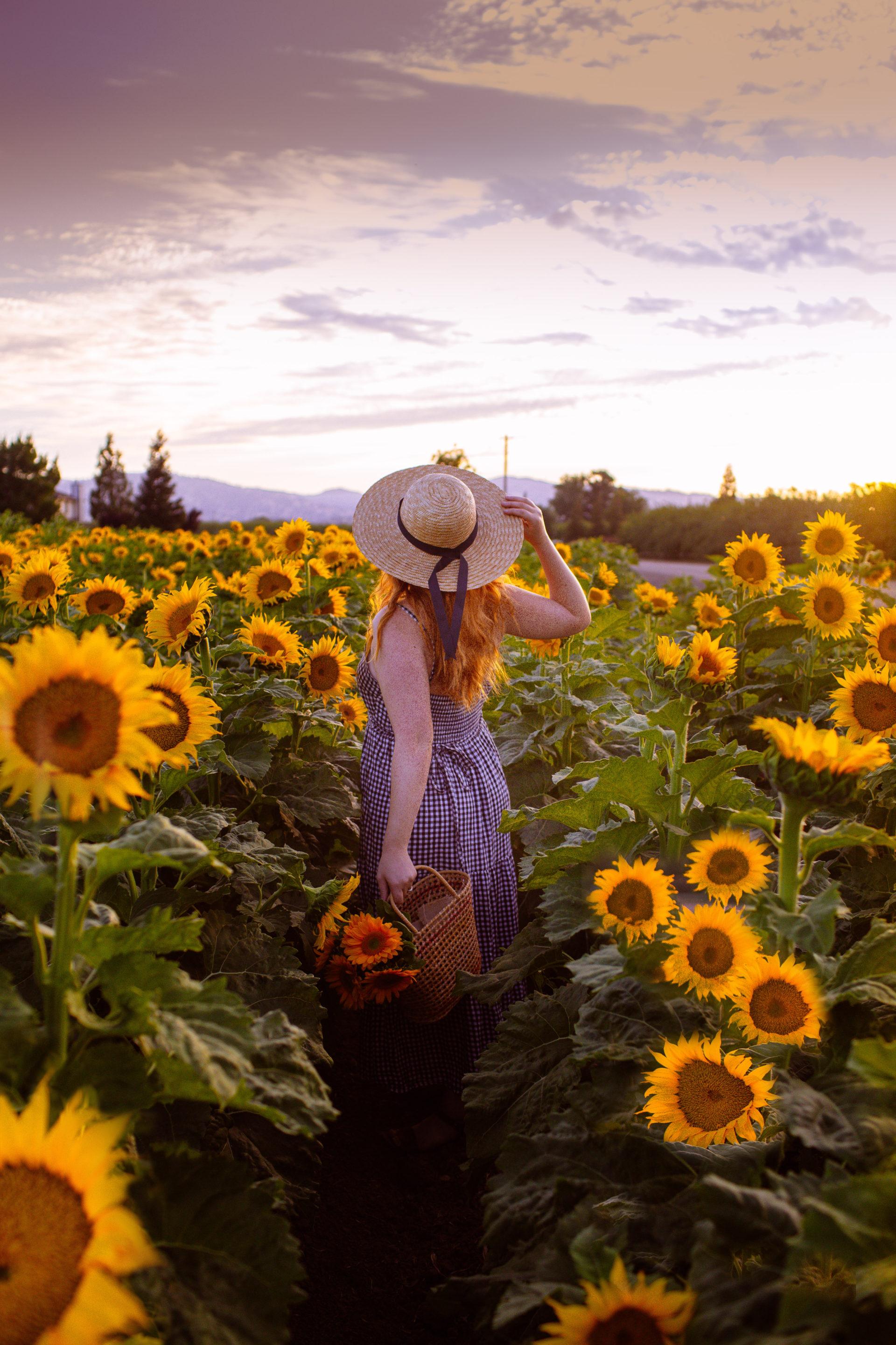 11-best-sunflower-fields-in-california-addresses-photos