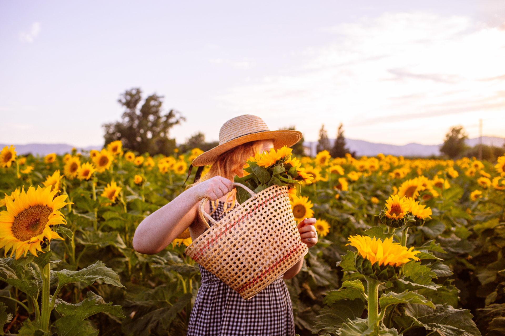 11 Best Sunflower Fields In California (Addresses + Photos!)