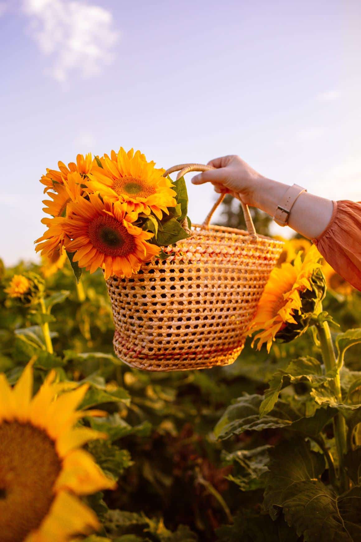 11 Best Sunflower Fields In California (Addresses + Photos!)