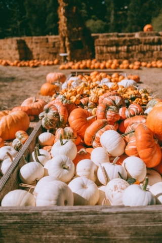 3 Half Moon Bay Pumpkin Patches I Love & Visit Every Fall