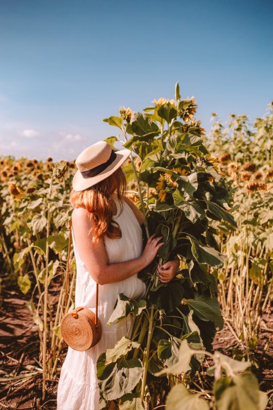 17+ Best Flower Fields in California + Best Seasons To View Them