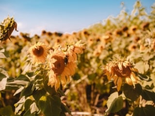Sunflowers at Andreotti Farm in Half Moon Bay, California