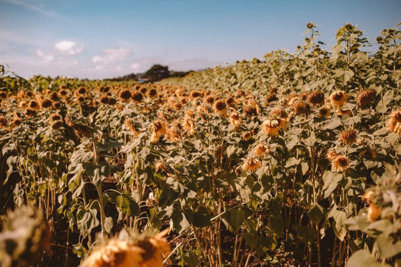 Where To Find Sunflower Fields In Half Moon Bay: U-Pick Sunflowers In ...