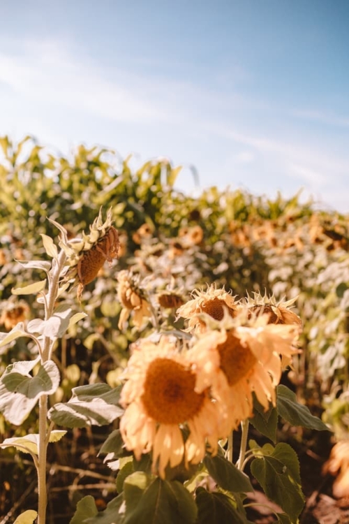Where To Find Sunflower Fields In Half Moon Bay UPick Sunflowers In