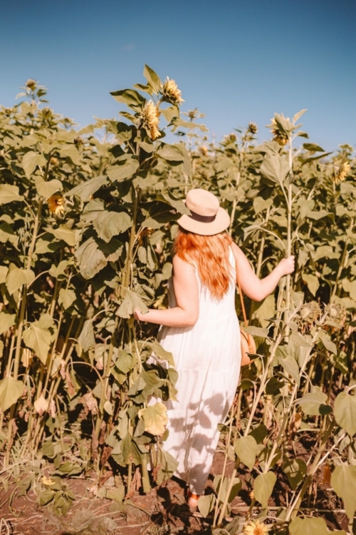 Where To Find Sunflower Fields In Half Moon Bay UPick Sunflowers In