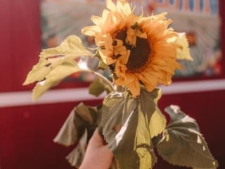 Sunflower from Andreotti Sunflower Farm in Half Moon Bay, California