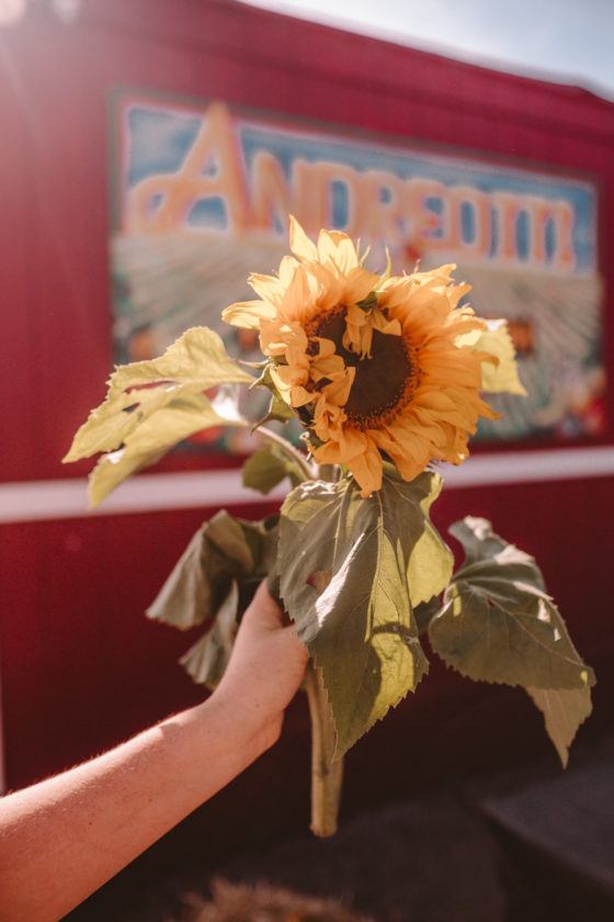 Where To Find Sunflower Fields In Half Moon Bay UPick Sunflowers In