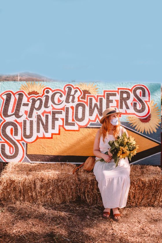 Where To Find Sunflower Fields In Half Moon Bay UPick Sunflowers In