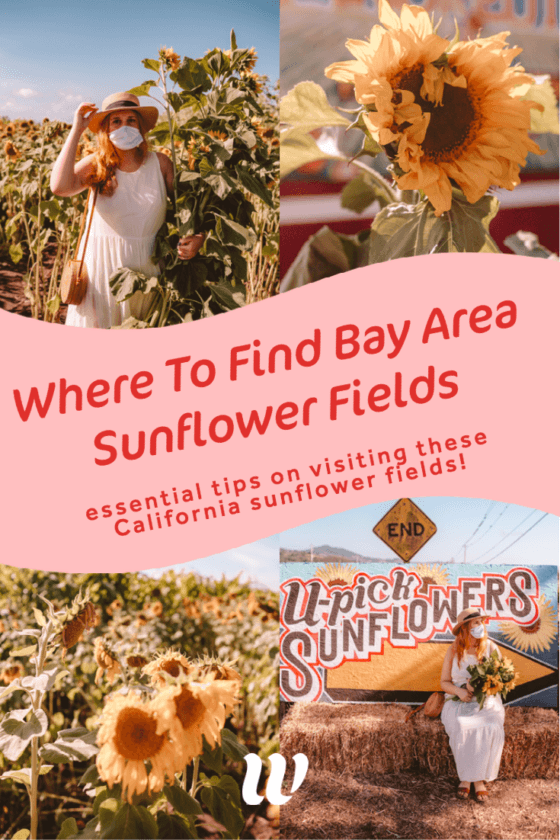 Where To Find Sunflower Fields In Half Moon Bay UPick Sunflowers In