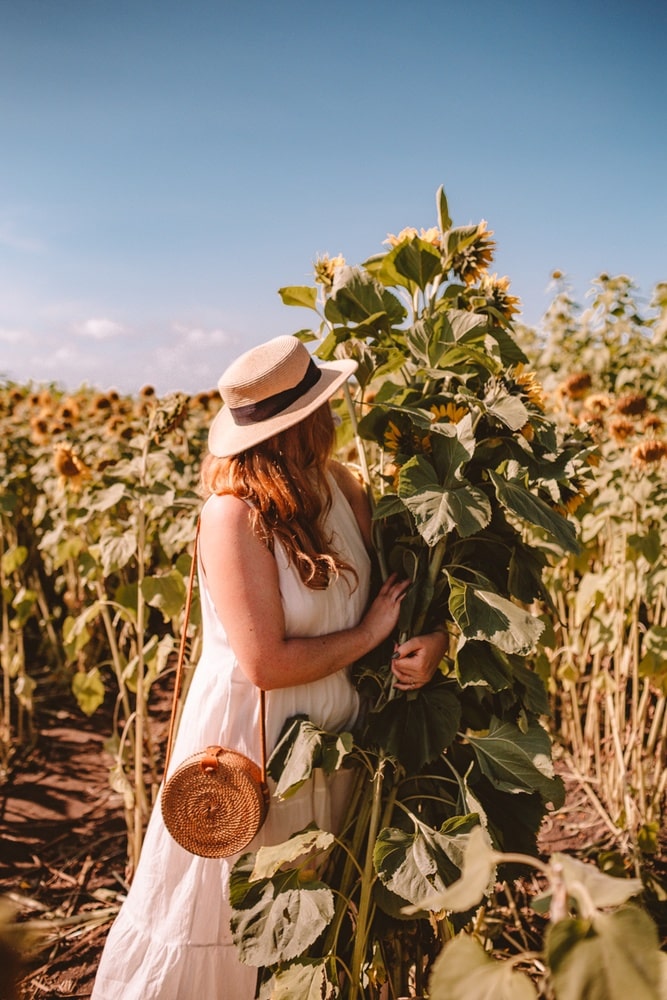 Kara holding a bundle of sunflowers at Andreotti sunflower farm in Half Moon Bay, California