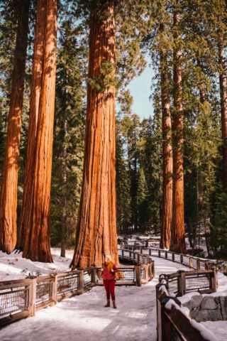 sequoias trailhead