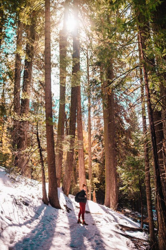 Mariposa Grove: Tips For Visiting Our Bucket List Visit To Giant ...