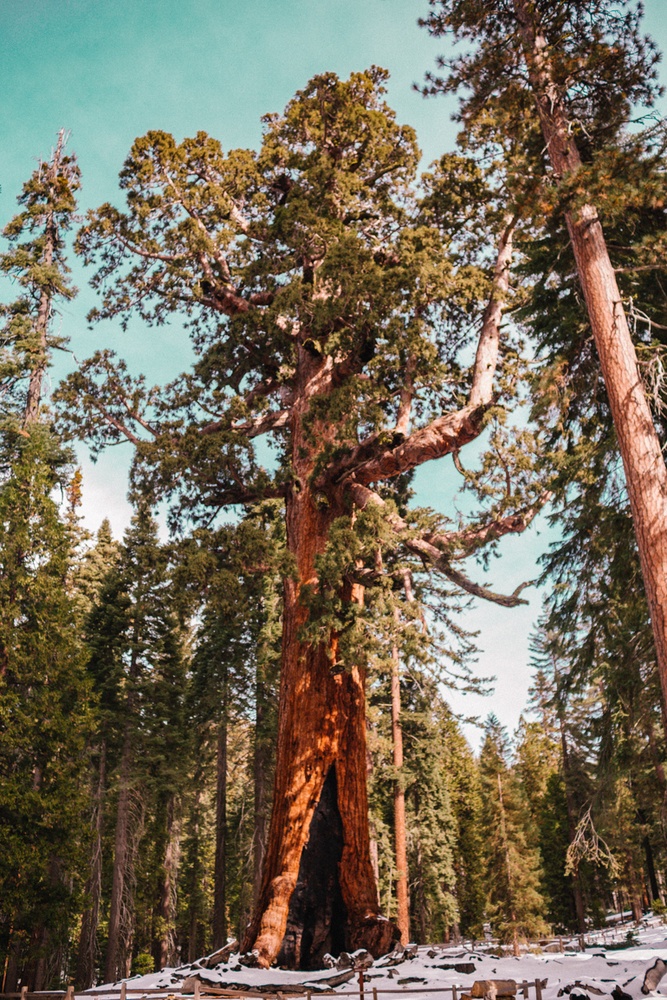 Giant Sequoia with super thick branches in Mariposa Grove at Yosemite National Park