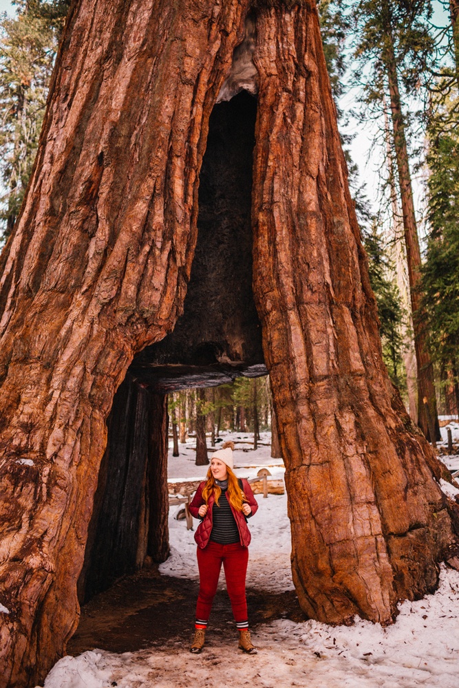 Kara walking through a Giant Sequoia in Yosemite National Park