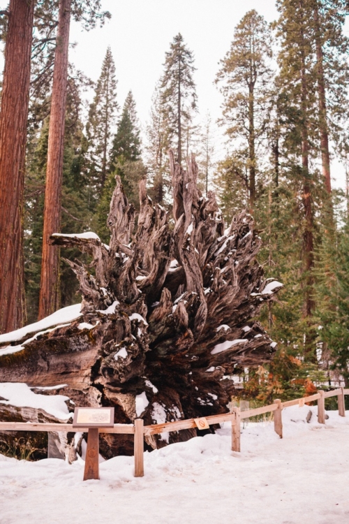 Mariposa Grove: Tips For Visiting Our Bucket List Visit To Giant ...