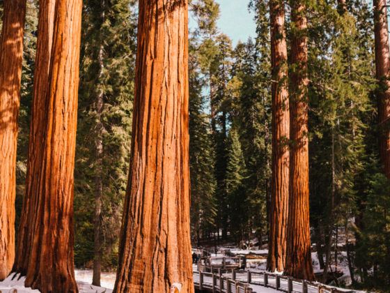 Kara walking among the Giant Sequoias at Mariposa Grove in Yosemite National Park