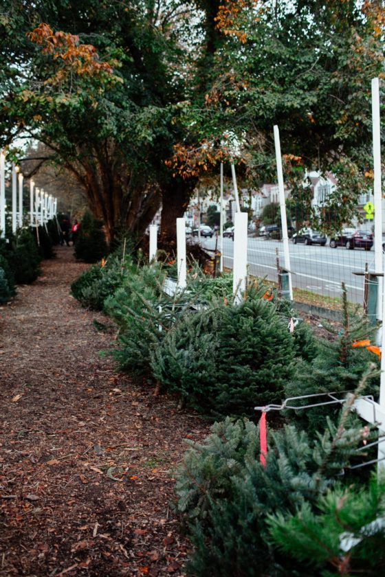 Our Yearly Tradition Clancy's Christmas Tree Farm in San Francisco