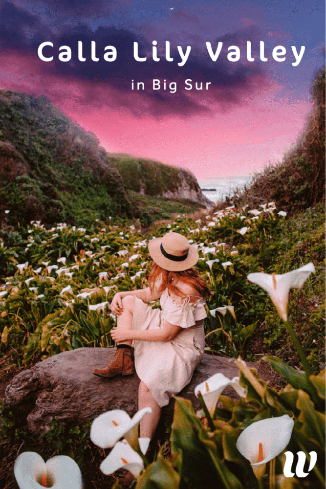 How To Find Calla Lily Valley in Big Sur (Best Wild California Lilies!)