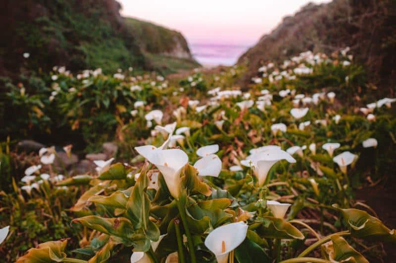 How To Find Calla Lily Valley in Big Sur (Best Wild California Lilies!)