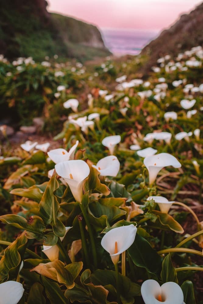 How To Find Calla Lily Valley in Big Sur (Best Wild California Lilies!)