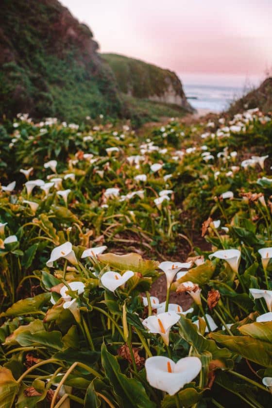 How To Find Calla Lily Valley in Big Sur (Best Wild California Lilies!)