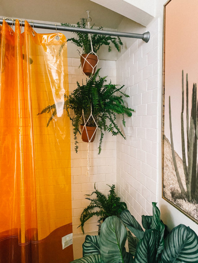 See How I Styled My Shower Plants (+ 7 Best Plants For Your Bathroom!)