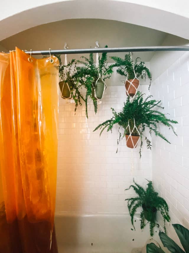 See How I Styled My Shower Plants (+ 7 Best Plants For Your Bathroom!)