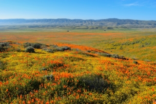 15 Magical California Poppy Fields + Best Month To View Them