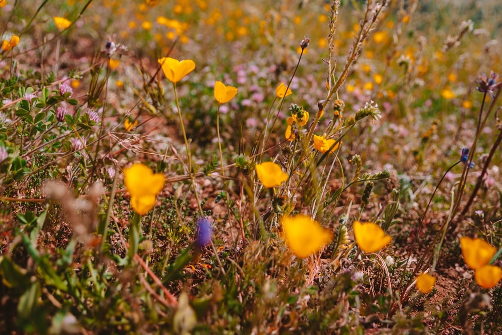 15 Magical California Poppy Fields + Best Month To View Them