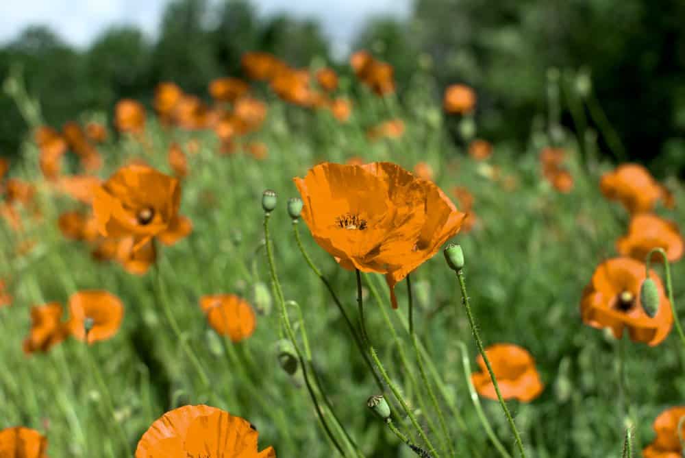 15 Magical California Poppy Fields + Best Month To View Them