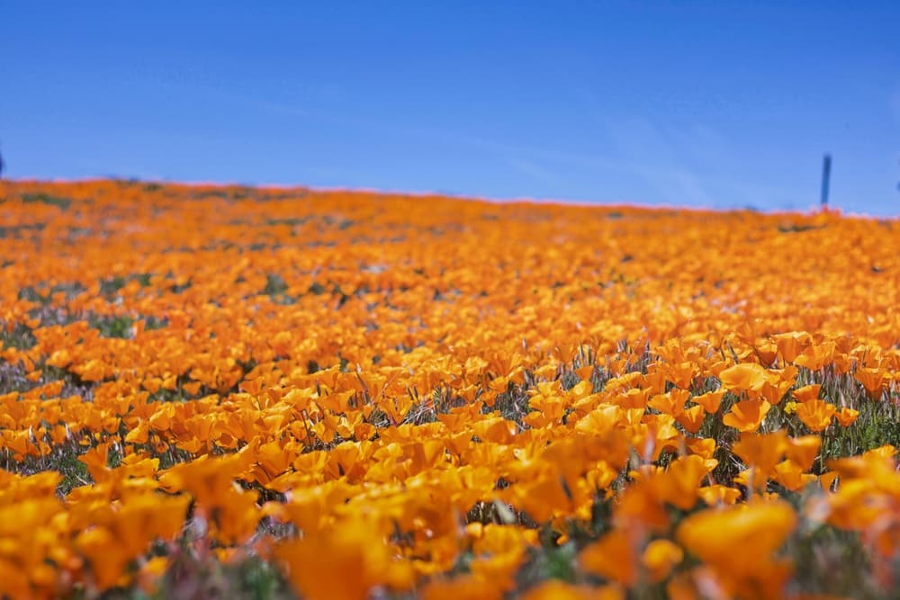 15 Magical California Poppy Fields Best Month To View Them   Whimsy Soul Where To Find Califoria Poppy Fields Bloom Season 115 